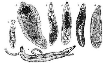 Trematodes (επίπεδη σκουλήκια)