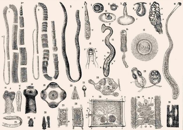 Τύποι παρασίτων