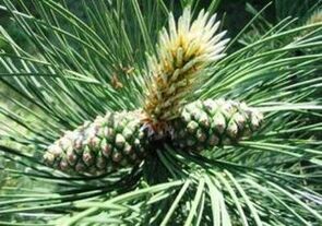 Kiefer για να καθαρίσει το σώμα των παρασίτων