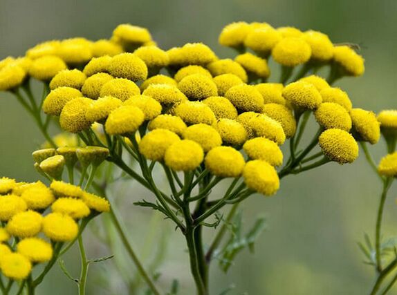 Tansy – ένα φάρμακο κατά των παρασίτων